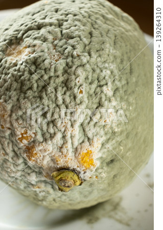 Close-up of green mold growing on a rotten fruit lemon. Close-up of green mold growing on a rotten fruit lemon. 139264310