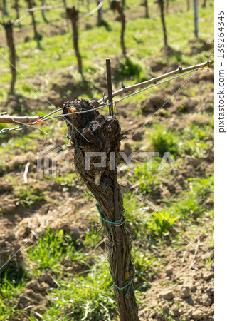 Close-up of an old grapevine trunk in a spring orchard. Close-up of an old grapevine trunk in a spring orchard. 139264345