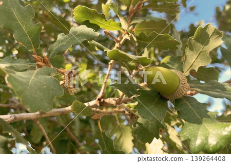 Green Acorns on an Oak Tree Branch. A vibrant close-up of two unripe acorns surrounded by lush leaves, perfect for nature and growth themes. Green Acorns on an Oak Tree Branch. A vibrant close-up of two unripe acorns surrounded by lush leaves, perfect for nature and growth themes. 139264408