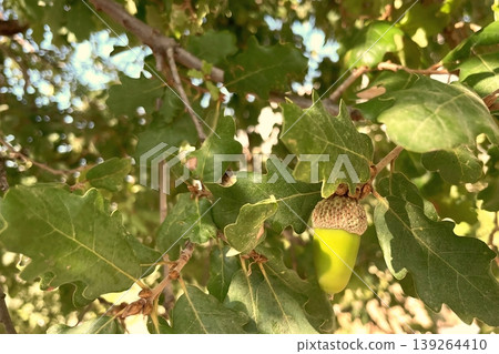 Green Acorns on an Oak Tree Branch. A vibrant close-up of two unripe acorns surrounded by lush leaves, perfect for nature and growth themes. Green Acorns on an Oak Tree Branch. A vibrant close-up of two unripe acorns surrounded by lush leaves, perfect for nature and growth themes. 139264410