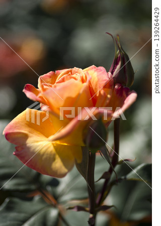 Red and yellow roses are blooming in the rose garden. This rose is called Chris Evert. Red and yellow roses are blooming in the rose garden. This rose is called Chris Evert. 139264429