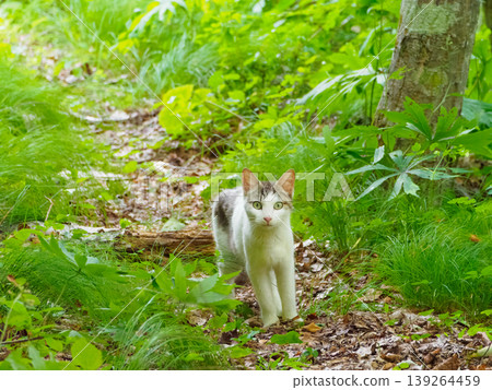 Stray cats walking on nature trails Stray cats walking on nature trails 139264459
