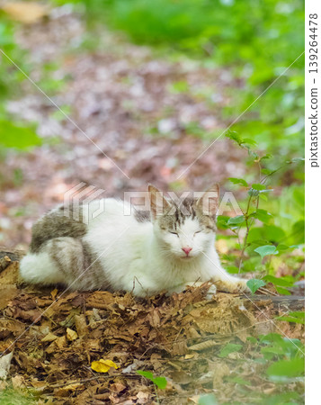 A stray cat napping A stray cat napping 139264478
