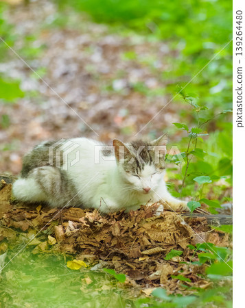A stray cat dozing in nature A stray cat dozing in nature 139264480