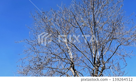 Bare Winter Tree Silhouette Against Blue Sky. A crisp view of a leafless tree under a clear sky. Bare Winter Tree Silhouette Against Blue Sky. A crisp view of a leafless tree under a clear sky. 139264512