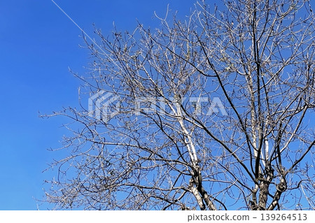 Bare Winter Tree Silhouette Against Blue Sky. A crisp view of a leafless tree under a clear sky.  139264513