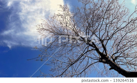 Bare Winter Tree Silhouette Against Blue Sky. A crisp view of a leafless tree under a clear sky.  139264516