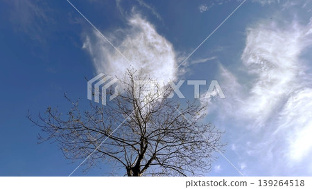 Bare Winter Tree Silhouette Against Blue Sky. A crisp view of a leafless tree under a clear sky.  139264518