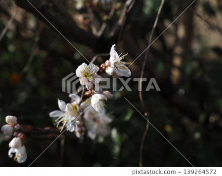 Early spring cherry blossoms bathed in dappled sunlight (close-up of Chinese cherry blossoms and buds with water droplets on them) 139264572