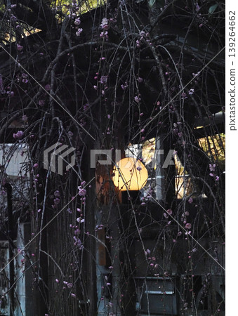 垂枝梅樹、大門和門燈(垂枝梅樹,開著粉紅色花朵,帶著花苞) 垂枝梅樹、大門和門燈(垂枝梅樹,開著粉紅色花朵,帶著花苞) 139264662