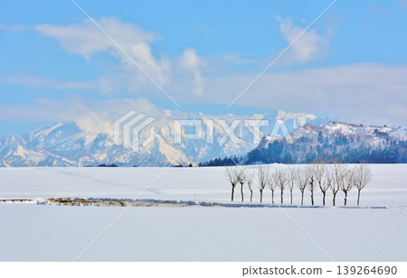 越後三山的冬季風景與雪原中的哈佐樹 139264690