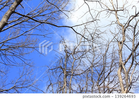 樹上落滿了樹葉,天空湛藍。 樹上落滿了樹葉,天空湛藍。 139264693