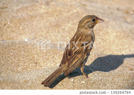 Sparrow on sandy beach feeding on bread. A small house sparrow bird foraging for a piece of yellow bread or cake crumb on the warm, fine sand. Sparrow on sandy beach feeding on bread. A small house sparrow bird foraging for a piece of yellow bread or cake crumb on the warm, fine sand. 139264764