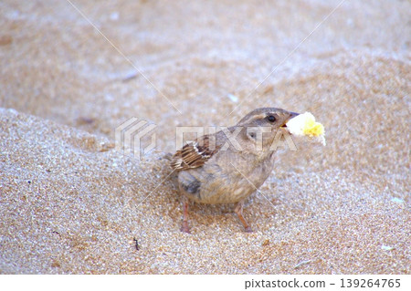 Sparrow on sandy beach feeding on bread. A small house sparrow bird foraging for a piece of yellow bread or cake crumb on the warm, fine sand. 139264765