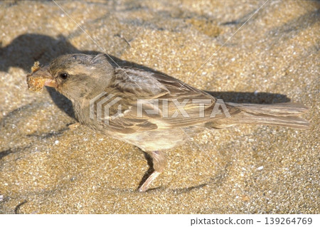Sparrow on sandy beach feeding on bread. A small house sparrow bird foraging for a piece of yellow bread or cake crumb on the warm, fine sand. 139264769