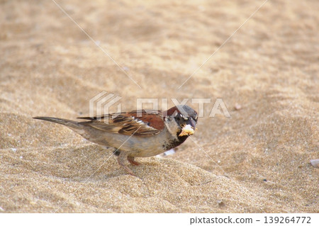 Sparrow on sandy beach feeding on bread. A small house sparrow bird foraging for a piece of yellow bread or cake crumb on the warm, fine sand. Sparrow on sandy beach feeding on bread. A small house sparrow bird foraging for a piece of yellow bread or cake crumb on the warm, fine sand. 139264772