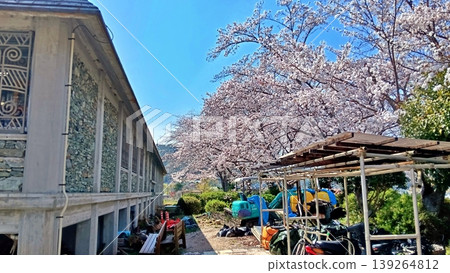春天,藍天白雲,櫻花盛開,建築工地一景。 春天,藍天白雲,櫻花盛開,建築工地一景。 139264812