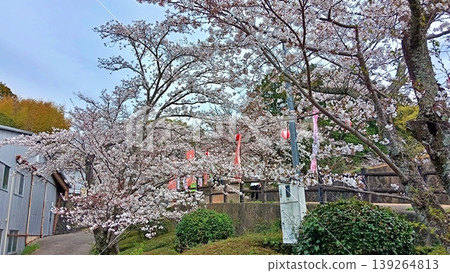 A spring park with cherry blossoms in full bloom and lanterns A spring park with cherry blossoms in full bloom and lanterns 139264813