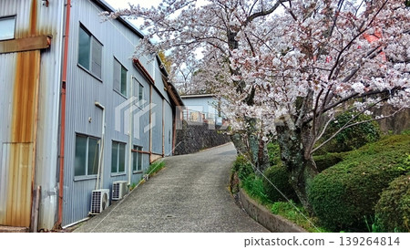 A factory and a row of cherry trees in full bloom, giving a sense of the arrival of spring. A factory and a row of cherry trees in full bloom, giving a sense of the arrival of spring. 139264814