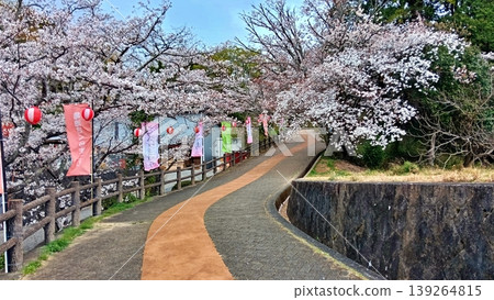 春意盎然的林蔭大道,櫻花盛開,燈籠點綴其間。 春意盎然的林蔭大道,櫻花盛開,燈籠點綴其間。 139264815