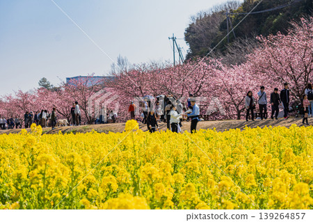濱松市東大山的河津櫻花風景(靜岡縣) 濱松市東大山的河津櫻花風景(靜岡縣) 139264857