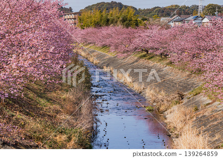 濱松市東大山的河津櫻花風景（靜岡縣） 139264859