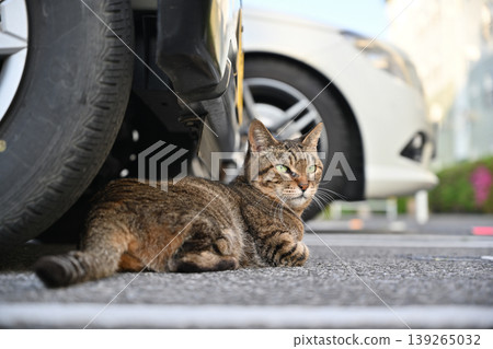 貓在車下打盹 139265032