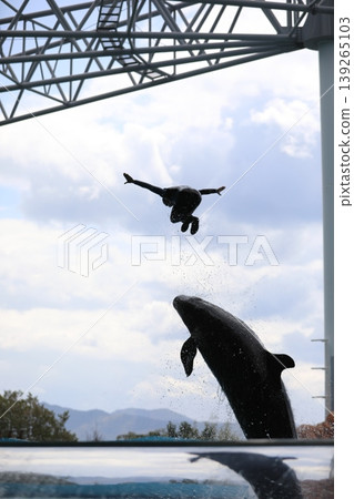 Dolphins to jump Dolphins to jump 139265103