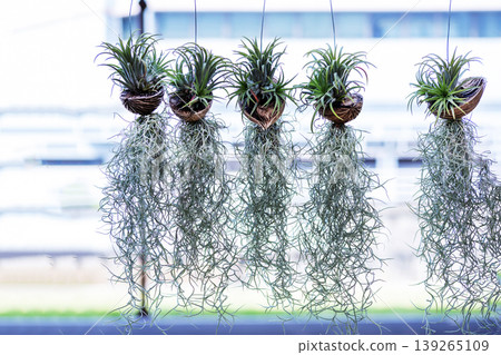 Hanging of Mini orchid and Tillandsia usneoides Hanging of Mini orchid and Tillandsia usneoides 139265109