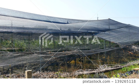 Industrial Orchid Farm with Black Shade Netting System in Thailand Industrial Orchid Farm with Black Shade Netting System in Thailand 139265118