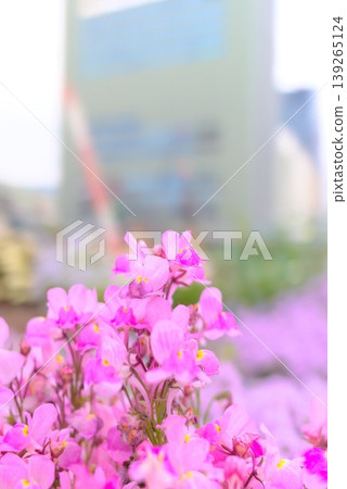 Small pink flowers blooming in flowerbeds throughout the city Small pink flowers blooming in flowerbeds throughout the city 139265124
