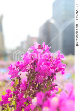 城市各處的花圃裡盛開著粉紅色的小花 139265125