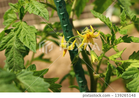 Yellow flowers of cherry tomatoes Yellow flowers of cherry tomatoes 139265148