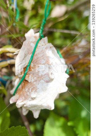 White seashell decorations hanging among green plants White seashell decorations hanging among green plants 139265259