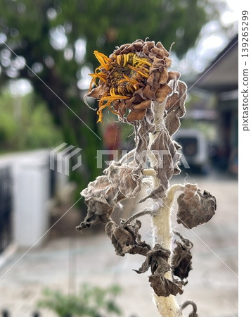Withered Dried Sunflower Plant Helianthus Annuus In Garden Withered Dried Sunflower Plant Helianthus Annuus In Garden 139265299
