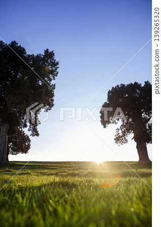 Trees in Green Meadow Landscape. Trees in Open Meadow Scenic View. 139265320