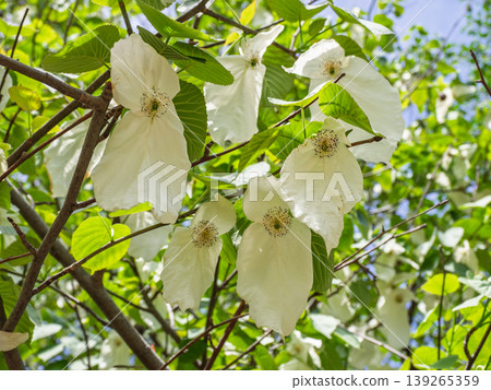 The flowers of the handkerchief tree: white bracts and spherical inflorescences, viewed from below against the fresh green leaves and transmitted light. 139265359