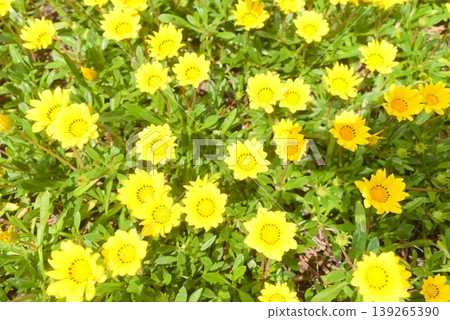 一張特寫照片，展現了一片盛開的黃色花海。 139265390