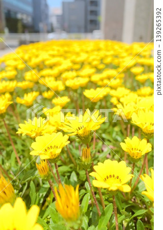 A close-up of a field of yellow flowers in full bloom. 139265392