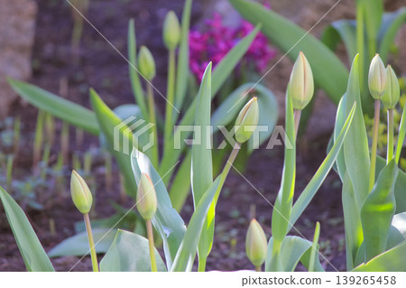 Close up of fresh spring tulip buds growing in a sunny garden representing new life and growth 139265458