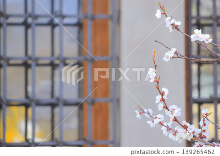 Soft focus branch of blooming apricot flowers capturing the serene essence of spring nature awakening Soft focus branch of blooming apricot flowers capturing the serene essence of spring nature awakening 139265462