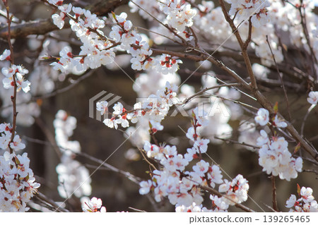 Sunlit branch of blooming apricot blossoms with a soft bokeh background of a lattice wall Sunlit branch of blooming apricot blossoms with a soft bokeh background of a lattice wall 139265465