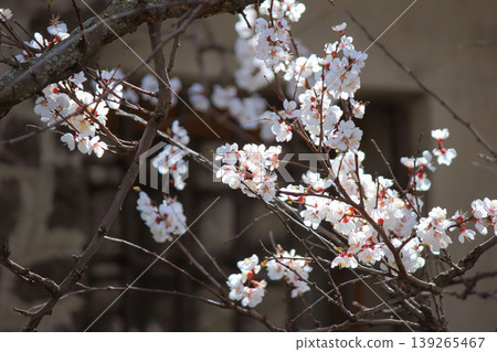 Sunlit branch of blooming apricot blossoms with a soft bokeh background of a lattice wall 139265467