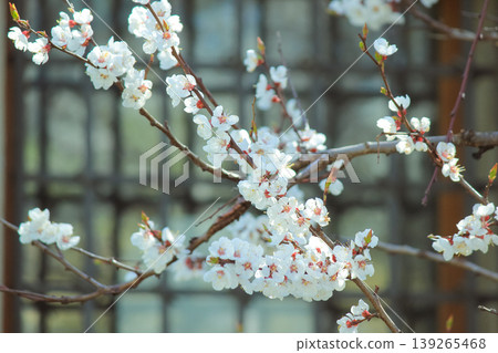 Sunlit branch of blooming apricot blossoms with a soft bokeh background of a lattice wall Sunlit branch of blooming apricot blossoms with a soft bokeh background of a lattice wall 139265468