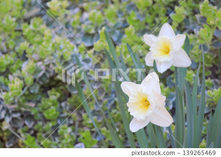 Two elegant white and yellow daffodil flowers blooming in a spring garden representing new beginnings Two elegant white and yellow daffodil flowers blooming in a spring garden representing new beginnings 139265469