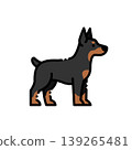 A military guard dog, has a military appearance and a traditional black-brown color scheme, suitable guard dog, favorite item 139265481