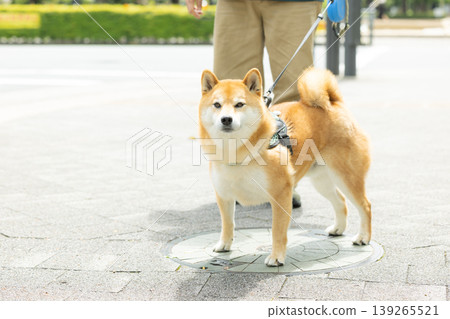 A Shiba Inu on a walk 139265521