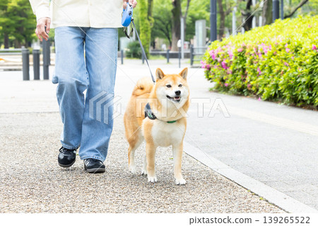 一隻散步的柴犬 139265522