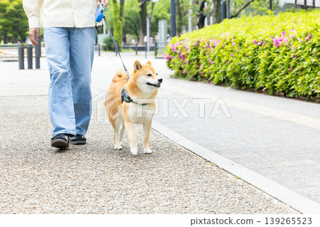 一隻散步的柴犬 一隻散步的柴犬 139265523