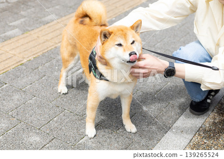一隻散步的柴犬 139265524